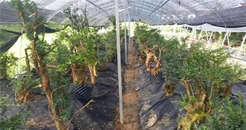 養活盆栽花卉關鍵步驟:定根水