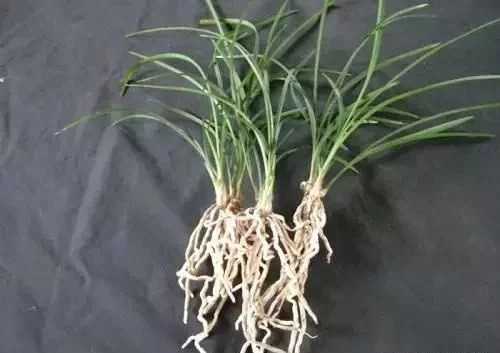 養活盆栽花卉關鍵步驟:定根水