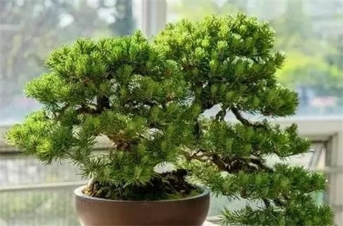 養活盆栽花卉關鍵步驟:定根水