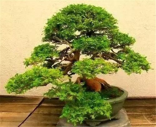 養活盆栽花卉關鍵步驟:定根水