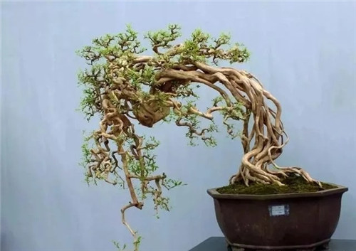 養活盆栽花卉關鍵步驟:定根水