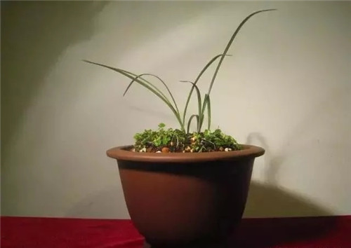 養活盆栽花卉關鍵步驟:定根水