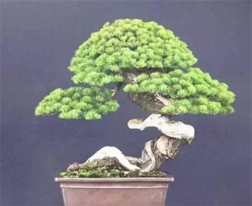 養活盆栽花卉關鍵步驟:定根水