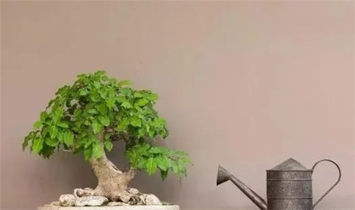 養活盆栽花卉關鍵步驟:定根水