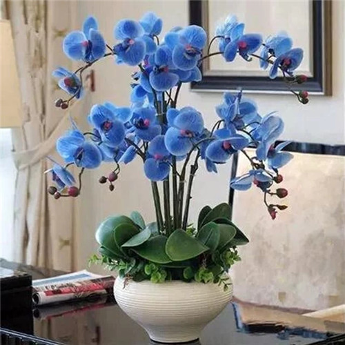 易打理好成活的花卉盆栽，懶人都可以養