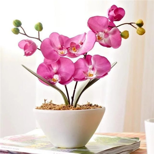 易打理好成活的花卉盆栽，懶人都可以養