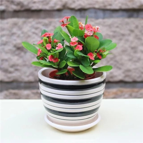 易打理好成活的花卉盆栽，懶人都可以養