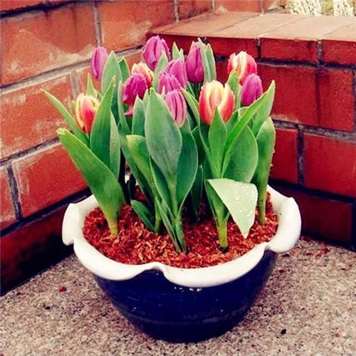 易打理好成活的花卉盆栽，懶人都可以養