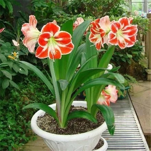 易打理好成活的花卉盆栽，懶人都可以養