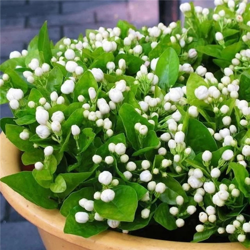 易打理好成活的花卉盆栽，懶人都可以養