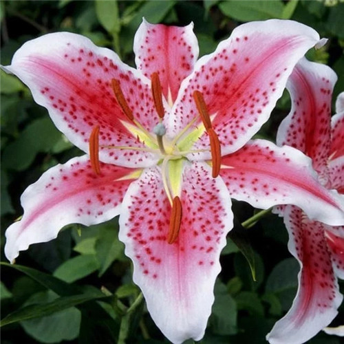 易打理好成活的花卉盆栽，懶人都可以養