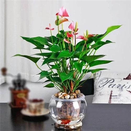 易打理好成活的花卉盆栽，懶人都可以養