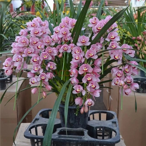 易打理好成活的花卉盆栽，懶人都可以養