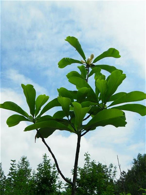 珍稀瀕危特有植物三峽"安家"