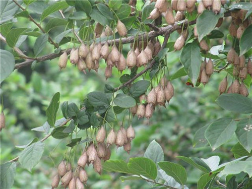 珍稀瀕危特有植物三峽"安家"