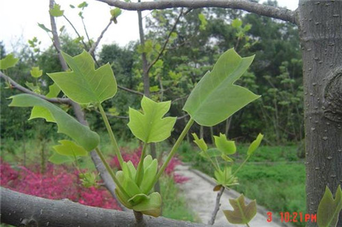 珍稀瀕危特有植物三峽"安家"