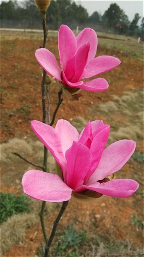 珍稀瀕危特有植物三峽"安家"