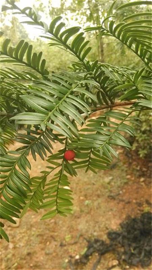 珍稀瀕危特有植物三峽"安家"