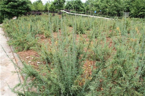 珍稀瀕危特有植物三峽"安家"