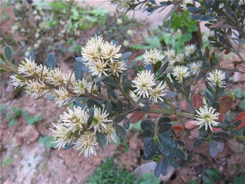 珍稀瀕危特有植物三峽"安家"