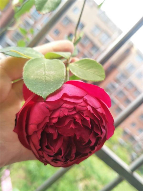 這種盆栽花卉,四季開(kāi)花不斷,花大香濃