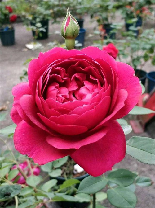 這種盆栽花卉,四季開(kāi)花不斷,花大香濃