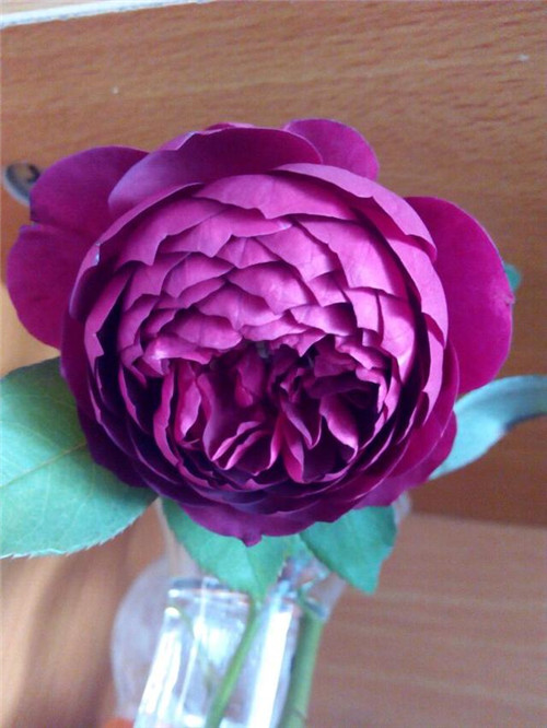 這種盆栽花卉,四季開(kāi)花不斷,花大香濃