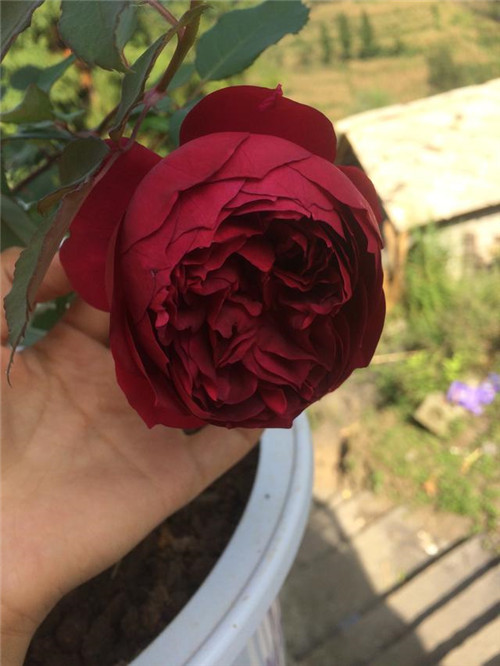 這種盆栽花卉,四季開(kāi)花不斷,花大香濃