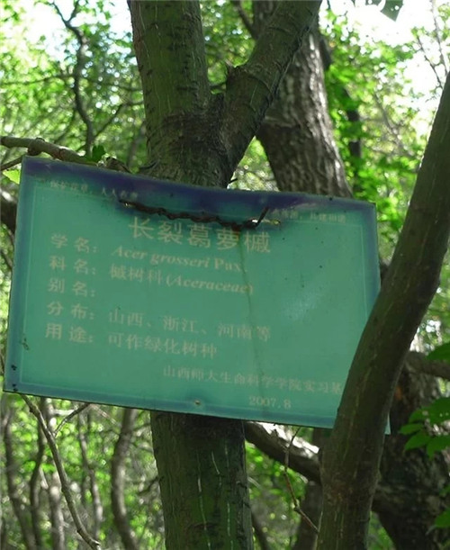 探秘七里峪景區(qū) 發(fā)現(xiàn)珍稀樹種長(zhǎng)裂葛蘿槭