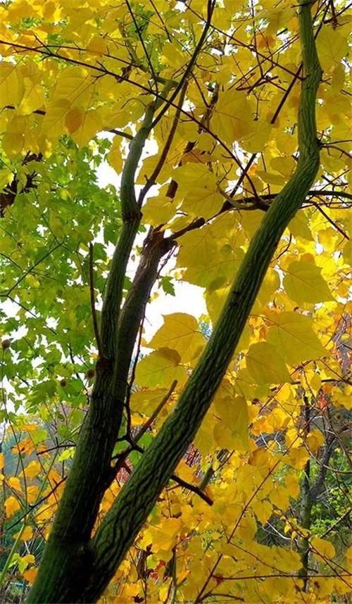 探秘七里峪景區(qū) 發(fā)現(xiàn)珍稀樹種長(zhǎng)裂葛蘿槭