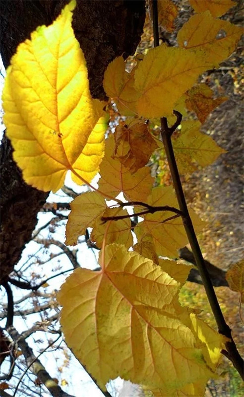 探秘七里峪景區(qū) 發(fā)現(xiàn)珍稀樹種長(zhǎng)裂葛蘿槭