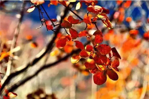 20種彩葉樹種觀賞特征和園林用途大全!