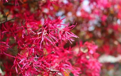 20種彩葉樹種觀賞特征和園林用途大全!