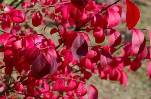 20種彩葉樹種觀賞特征和園林用途大全!