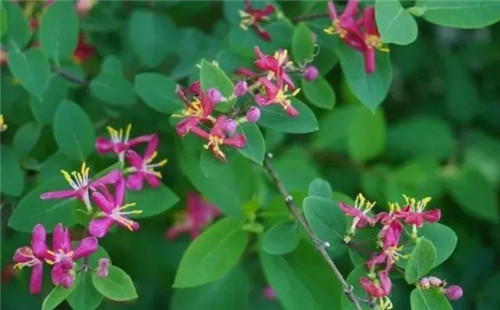 20種彩葉樹種觀賞特征和園林用途大全!