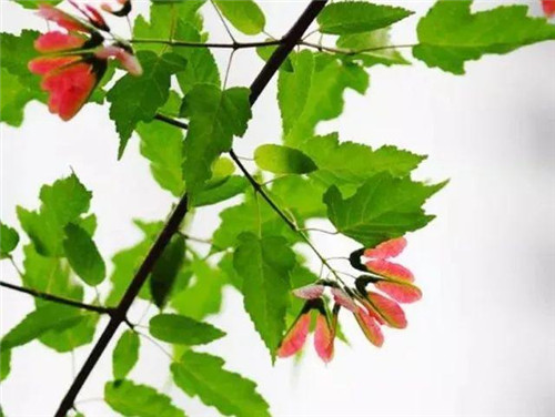 20種彩葉樹種觀賞特征和園林用途大全!