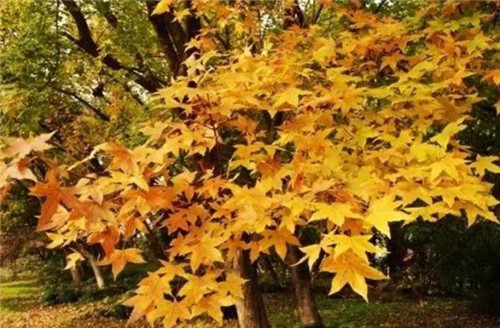 20種彩葉樹種觀賞特征和園林用途大全!