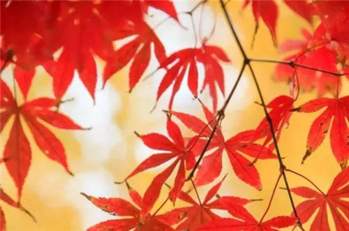 20種彩葉樹種觀賞特征和園林用途大全!