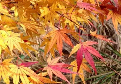 20種彩葉樹種觀賞特征和園林用途大全!