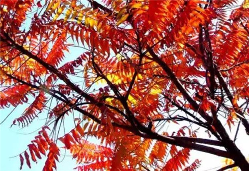 20種彩葉樹種觀賞特征和園林用途大全!