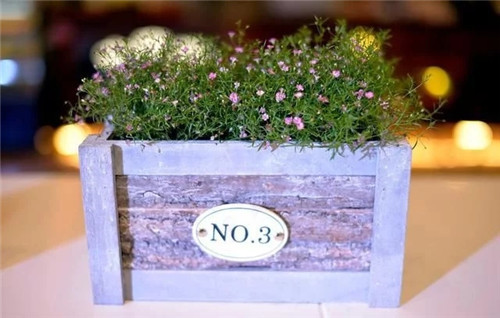 養這些花卉讓家里色彩斑斕，超級漂亮