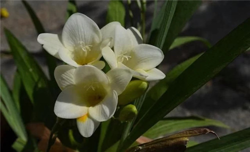 養這些花卉讓家里色彩斑斕，超級漂亮