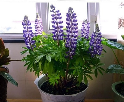 養這些花卉讓家里色彩斑斕，超級漂亮