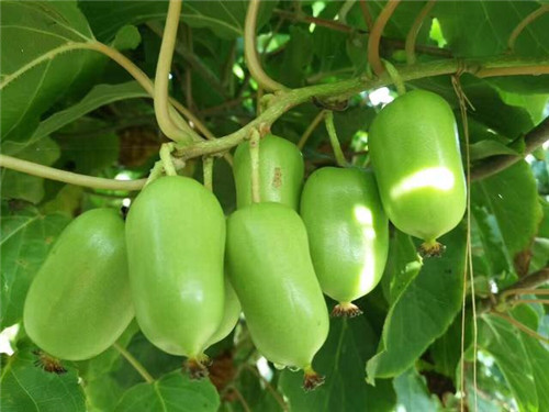 軟棗獼猴桃苗木繁殖技術(shù)