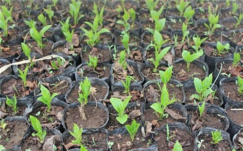 軟棗獼猴桃苗木繁殖技術(shù)