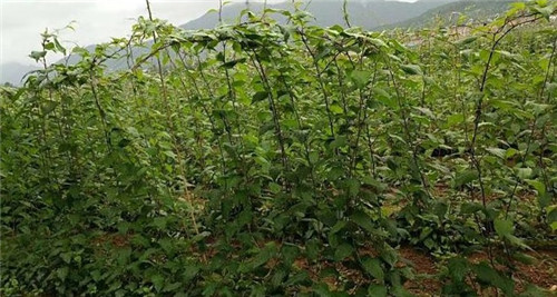 軟棗獼猴桃苗木繁殖技術(shù)