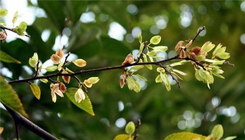 極適合做盆景的樹種——榔榆的栽培技術