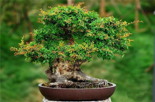 極適合做盆景的樹種——榔榆的栽培技術