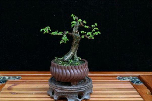 極適合做盆景的樹種——榔榆的栽培技術