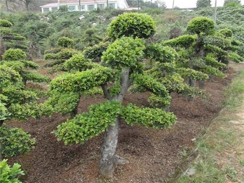 極適合做盆景的樹種——榔榆的栽培技術